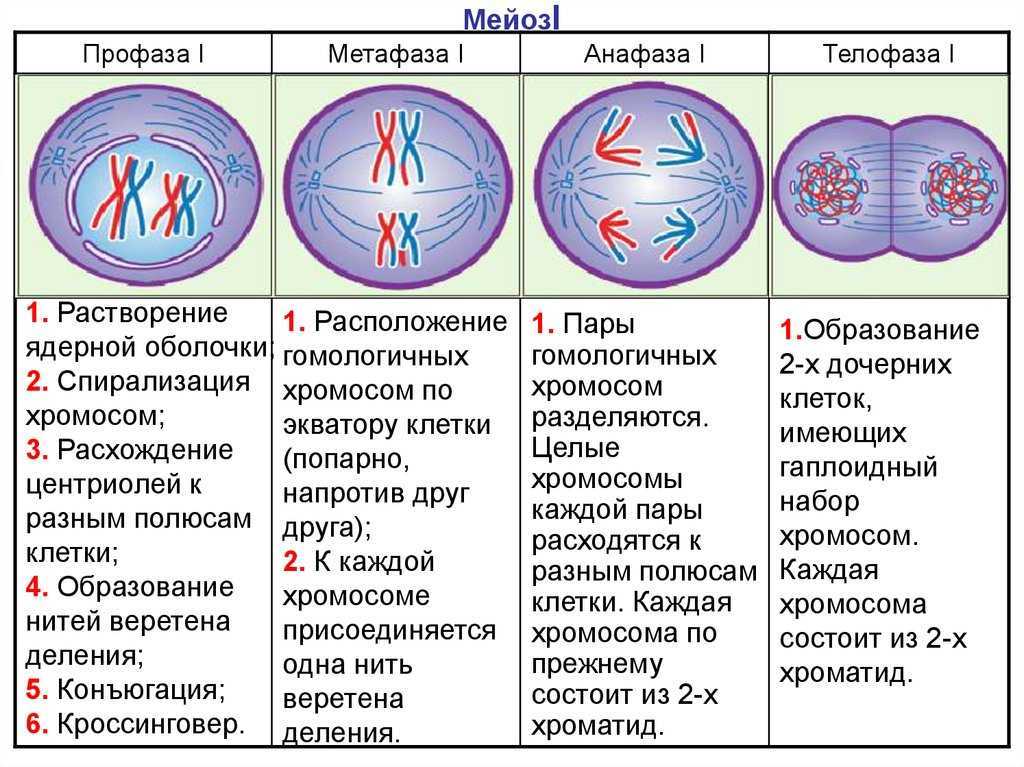 Половое размножение. половые клетки. мейоз | биология  | современный урок