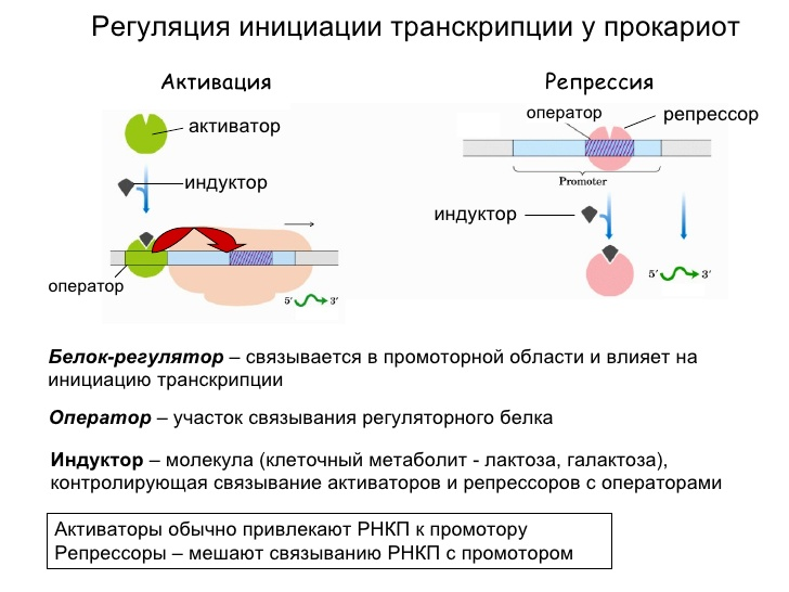 Гдз биология 10 класс пасечник, швецов - рабочая тетрадь