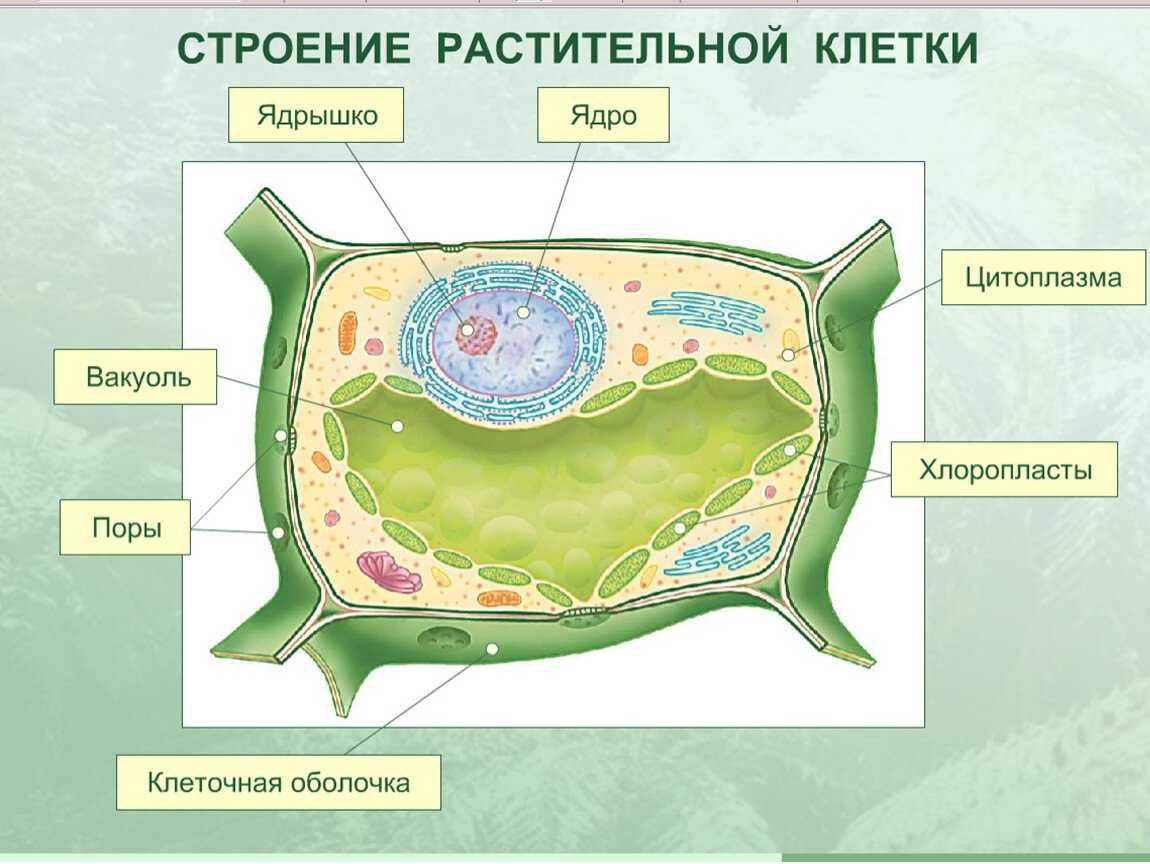 Гдз по биологии за 10 класс  пасечник, каменский базовый уровень