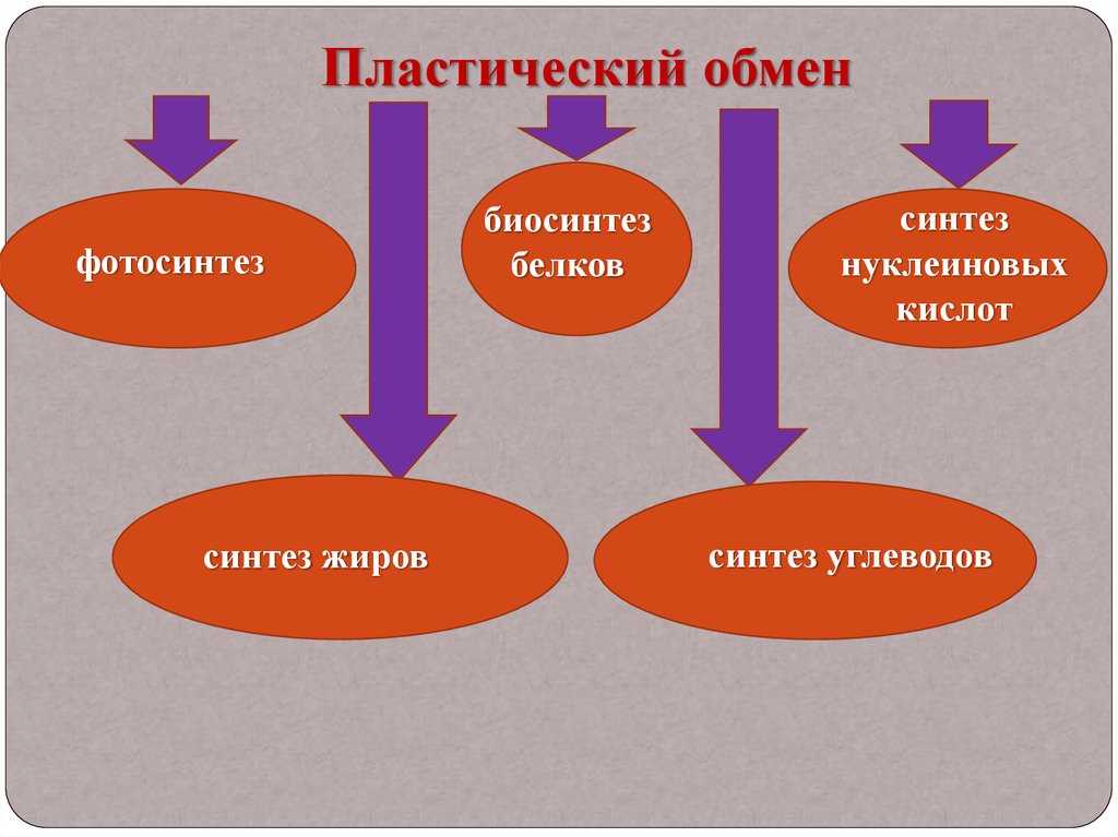 Биология пасечник учебник §21 | 7 класс онлайн