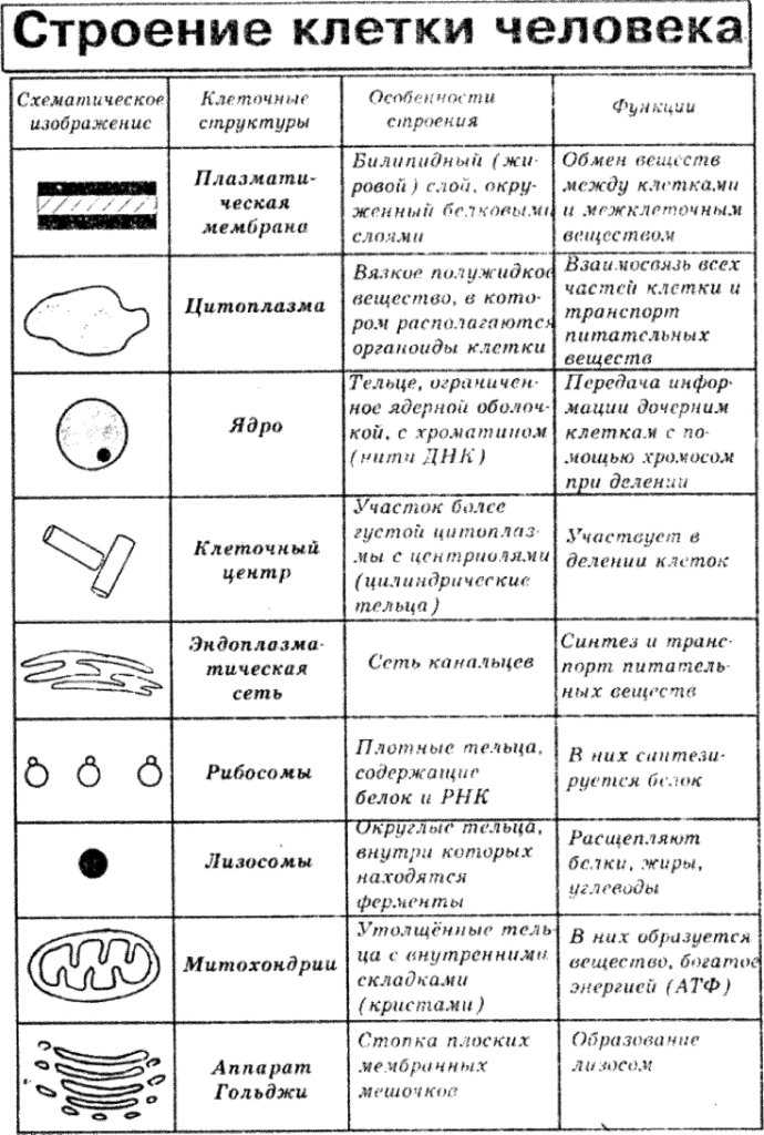 ГДЗ учебник по биологии 10 класс Линия Жизни Пасечник 16 Тренируемся Номер 2 Какие функции выполняет наружная плазматическая мембрана