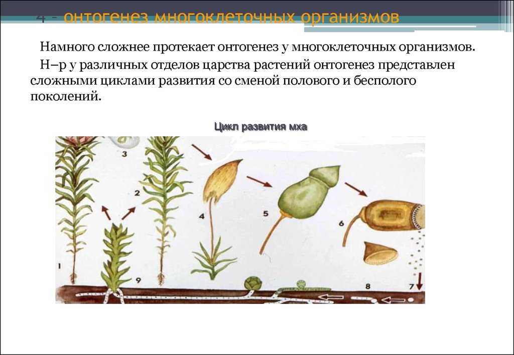 Ответы на вопросы по биологии за 9 класс пасечник, каменский