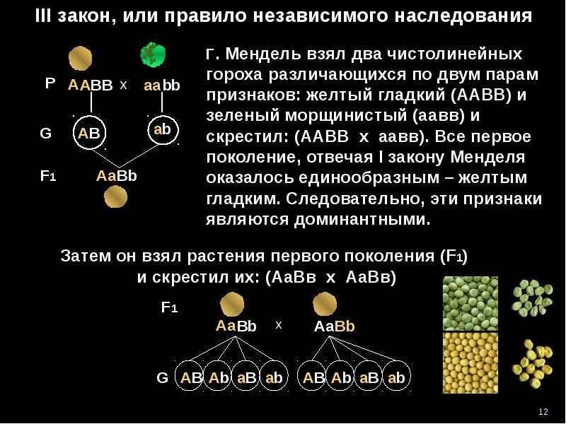 Гдз лабораторный практикум к учебнику биология 10 класс линия жизни, пасечник онлайн ответы и бесплатный решебник