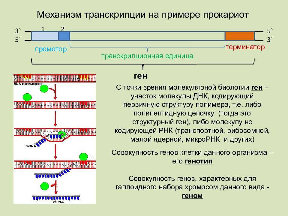 Гдз решебник по биологии 10 класс пасечник, швецов рабочая тетрадь дрофа