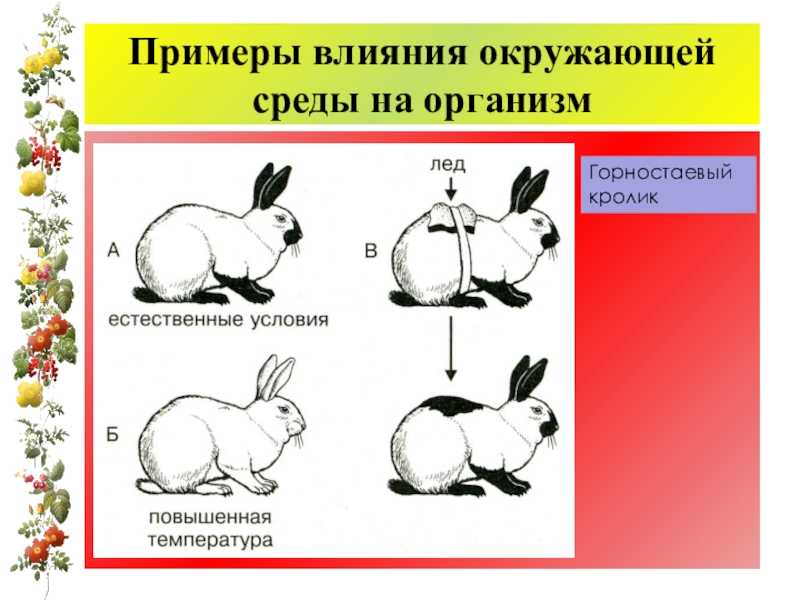 Гдз по биологии 9 класс учебник пасечник, каменский, швецов
