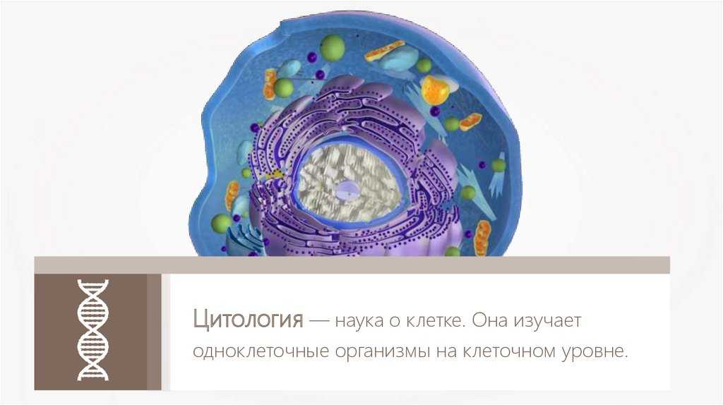 № §3  гдз ответы по биологии учебник 9 класс пасечник - izi5.ru