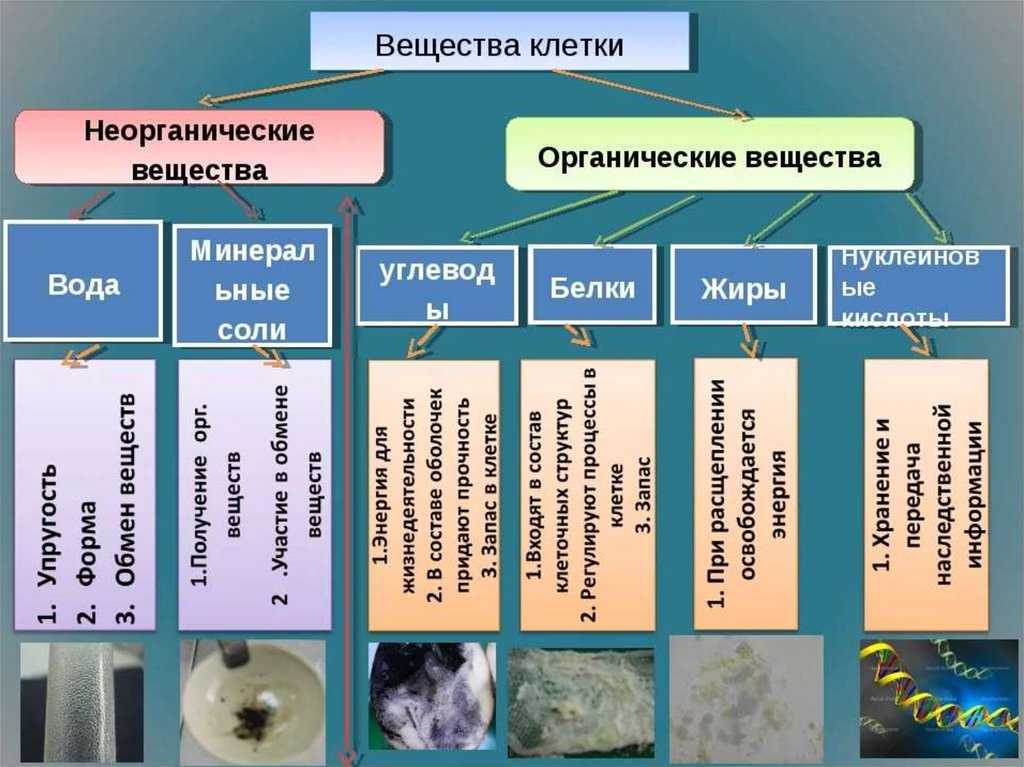 Гдз решебник по биологии 10 класс