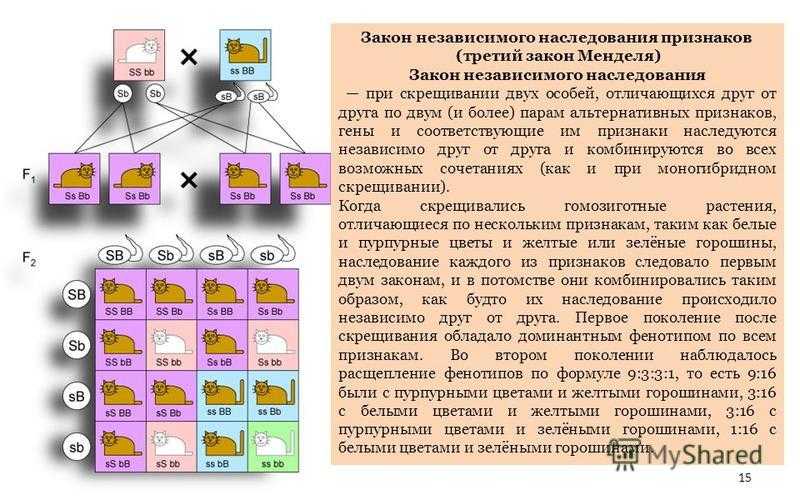 Почему закон независимого наследования признаков г. менделя не выполняется? | 11 класс биология