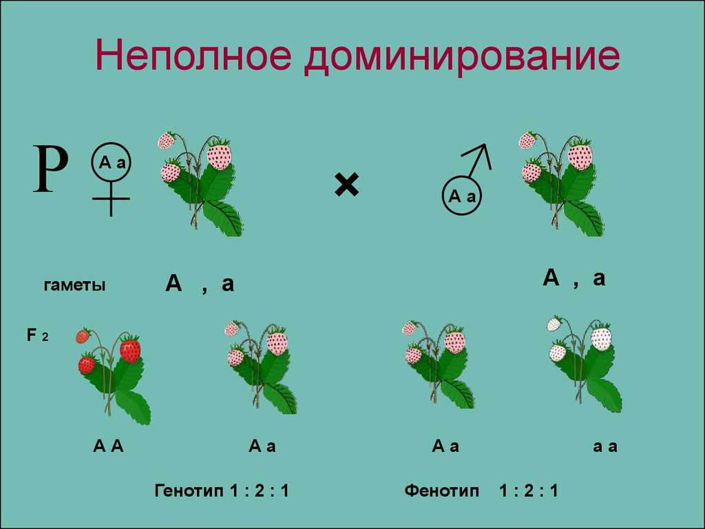 Гдз руководство по биологии зайцева красных лернер 5 класс - большая энциклопедия инструкций и руководств