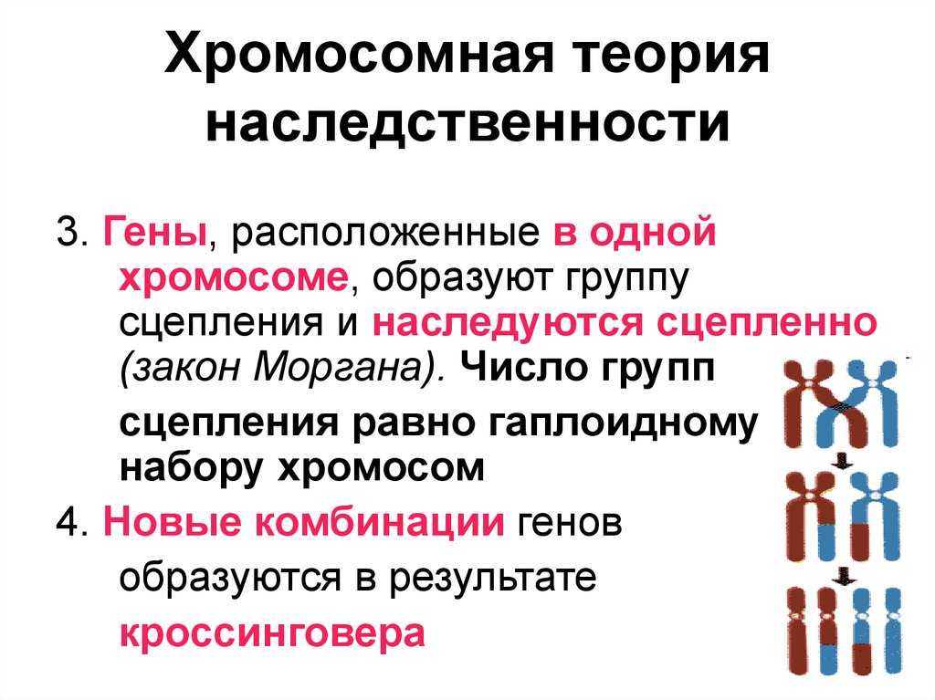 Хромосомная теория наследственности