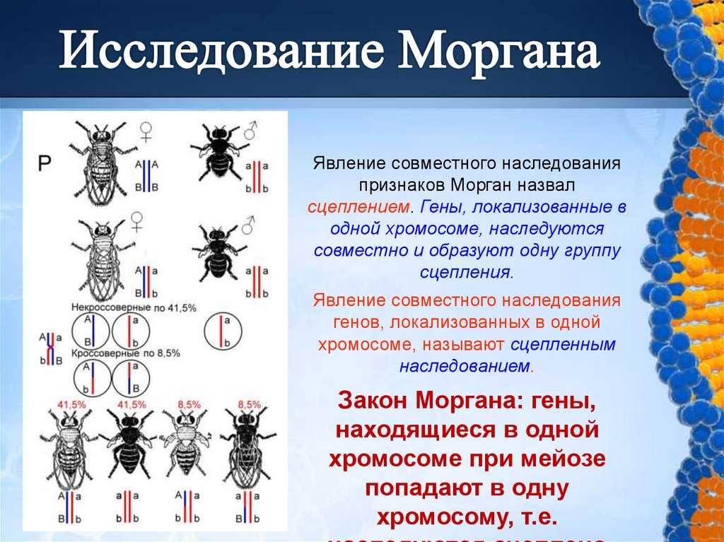 Ответы к §19 хромосомная теория наследственности генетика пола гдз к учебнику биологии пасечник 9 класс - страница 20