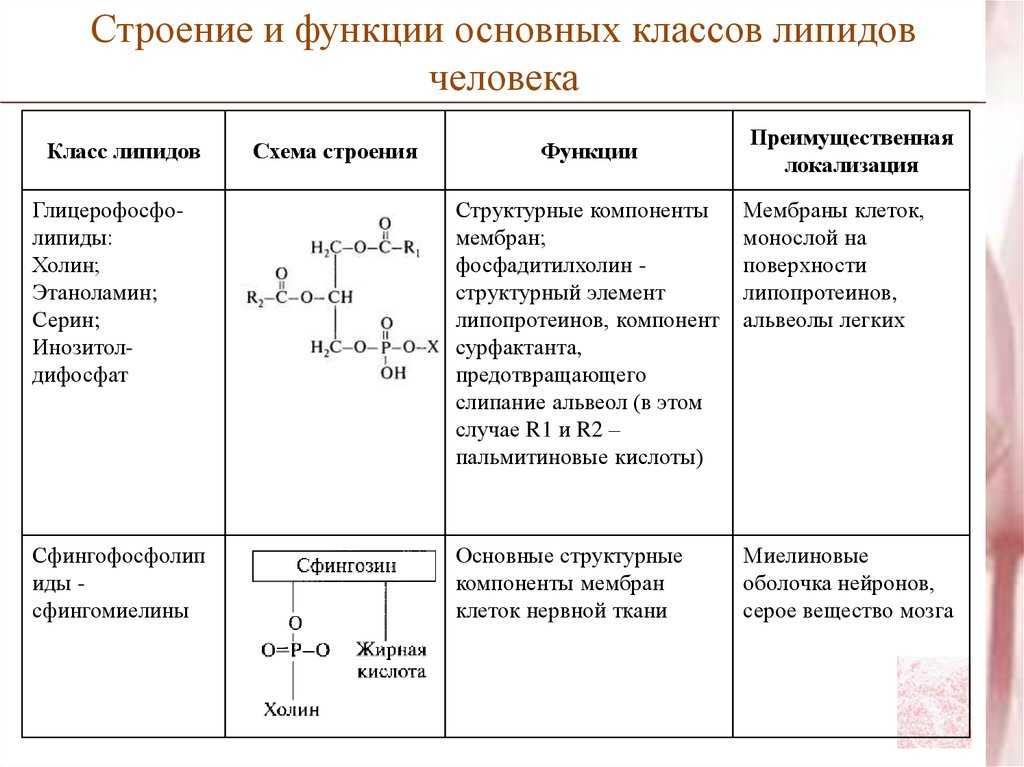Биология пасечник учебник §10