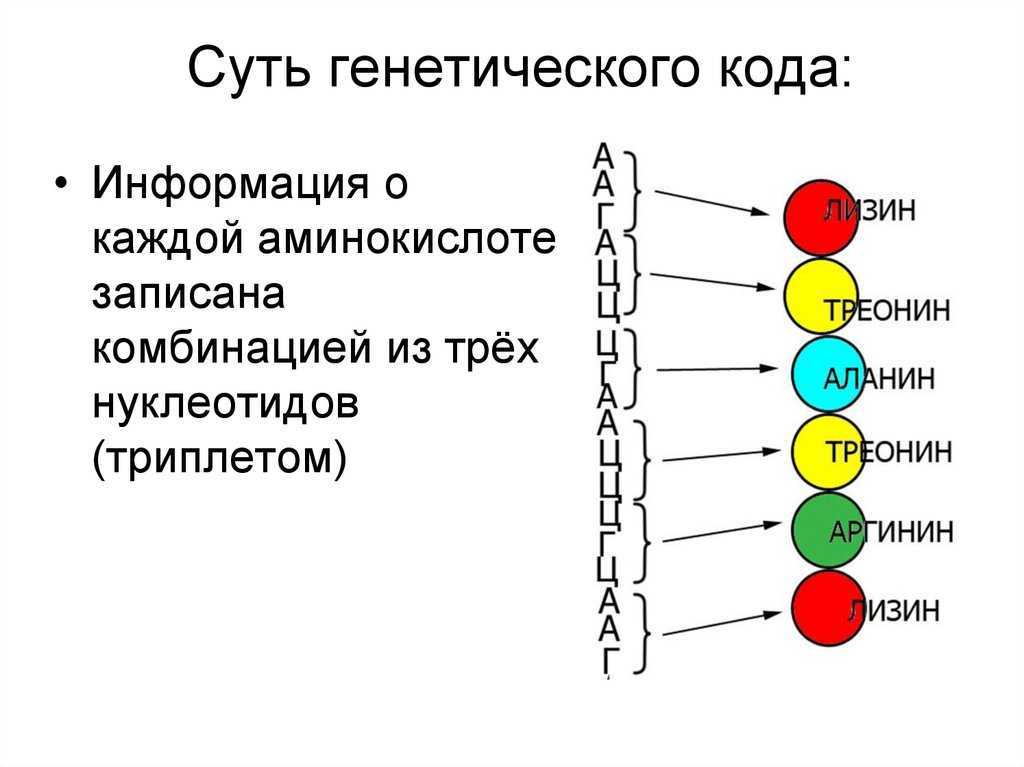 Почему используется только часть генетической информации для синтеза белков