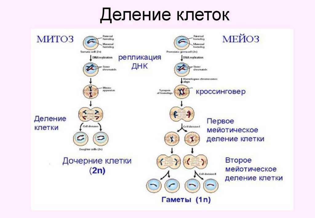 Гдз по биологии 10 класс хруцкая, тетрадь для лабораторных и практических работ аверсэв 2022