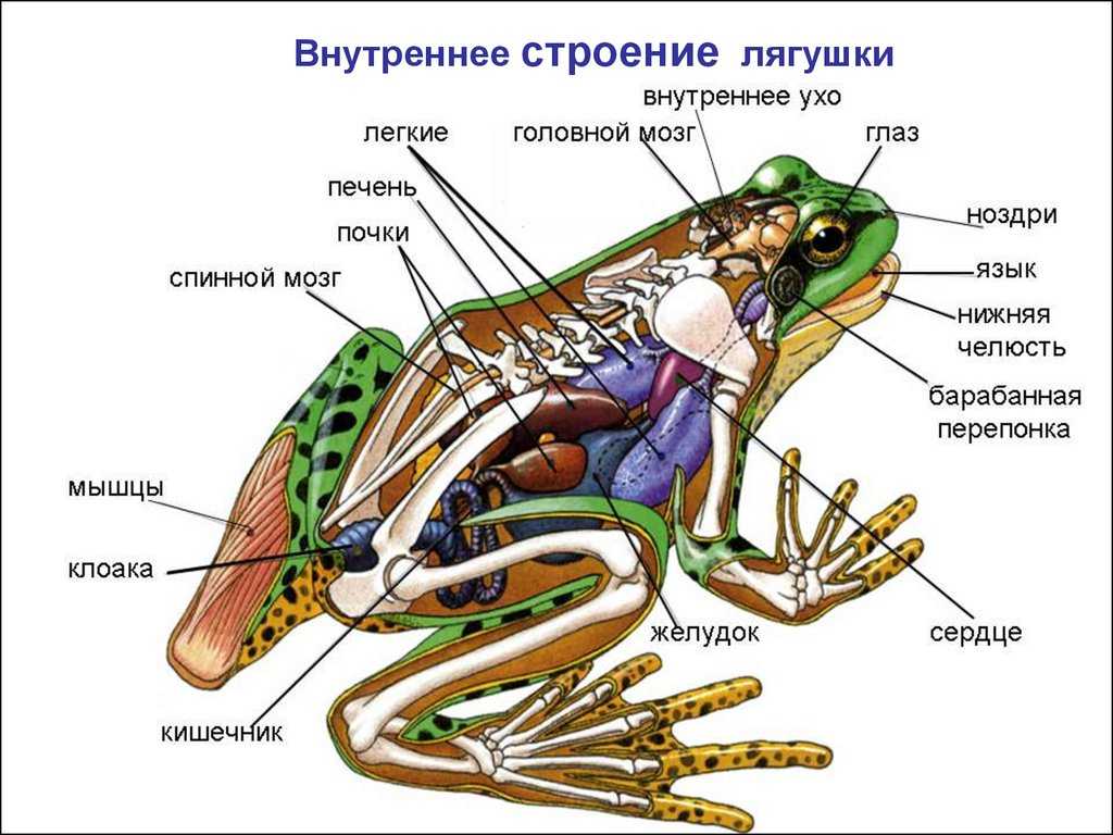 Каменский, пасечник - общая биология (гдз)