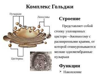 Гдз и решебник биология 9 класс пасечник, швецов - рабочая тетрадь