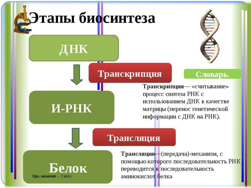 Гдз §24. пластический обмен: биосинтез белков к учебнику биология 10 класс линия жизни, пасечник