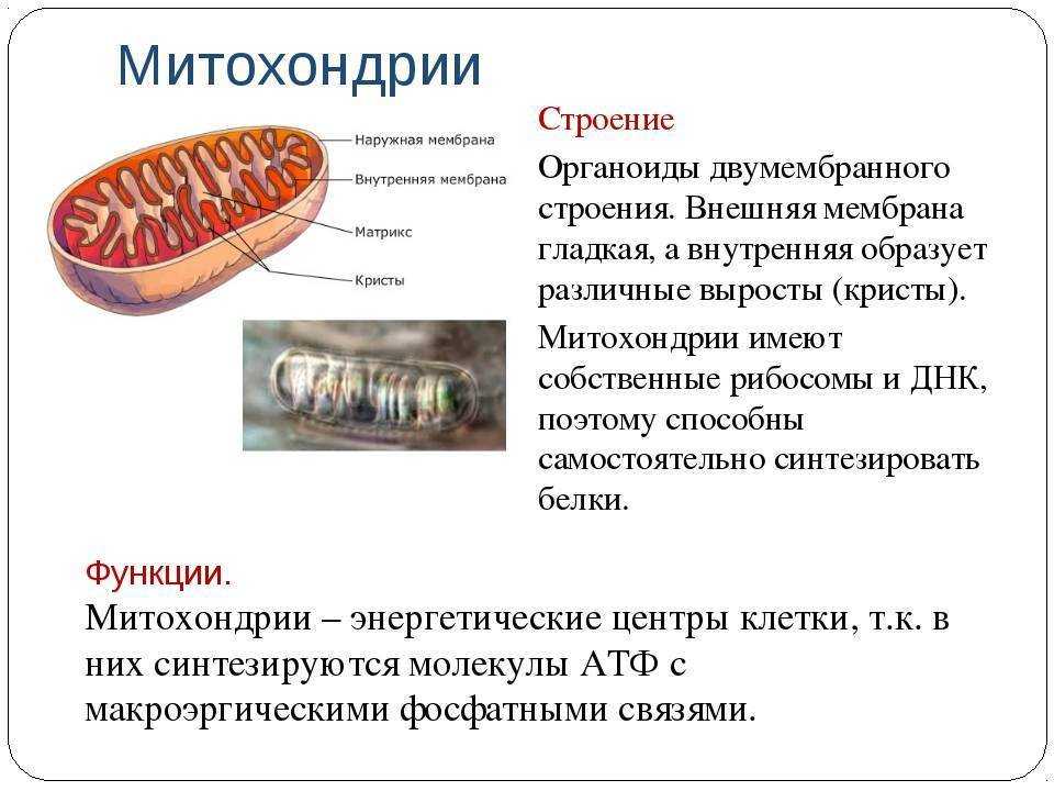 Гдз биология 9 класс пасечник, швецов - рабочая тетрадь к учебнику пасечника, швецова