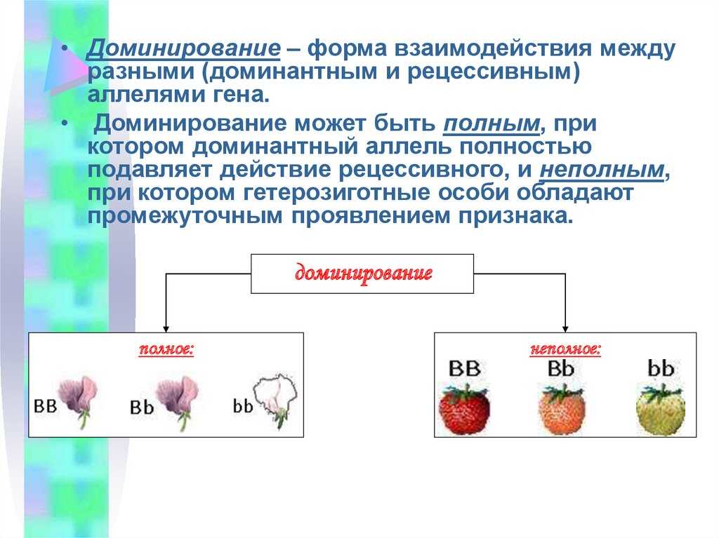 Неполное доминирование