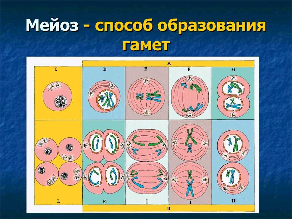 Гдз по биологии 5 класс учебник пасечник, суматохин, гапонюк