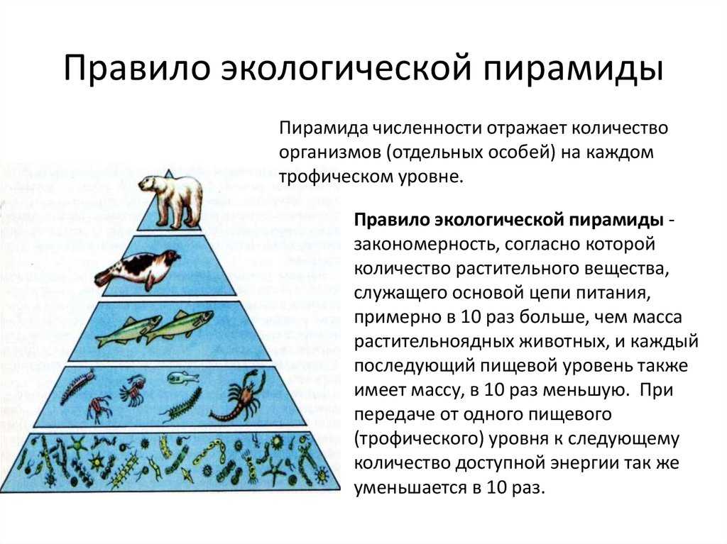 Гдз и решебник биология 11 класс хруцкая - тетрадь для л/р