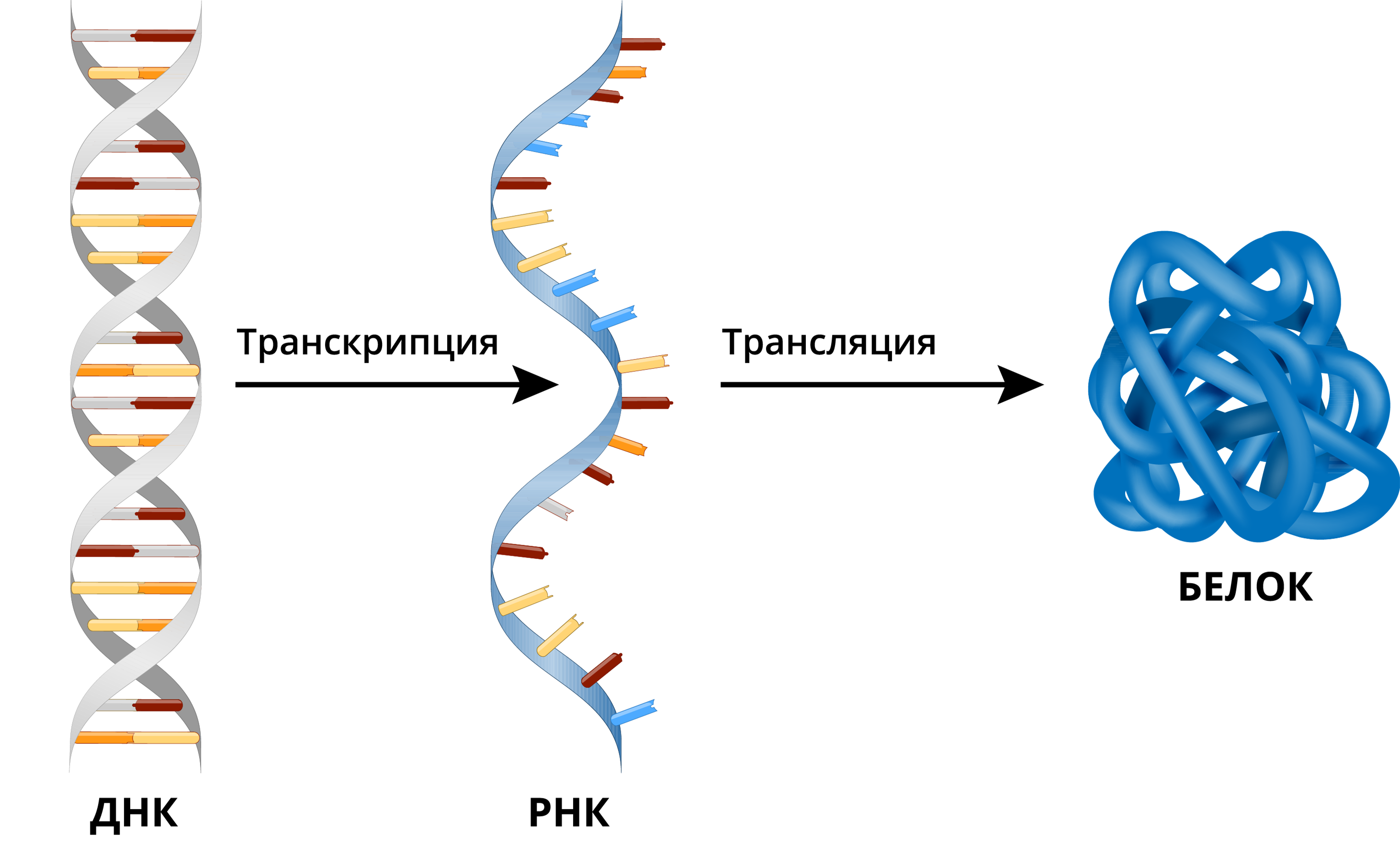 Биология пасечник учебник §10 | 7 класс онлайн