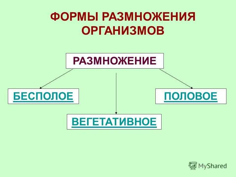 Половое и бесполое размножение организмов (биология, 9 класс)