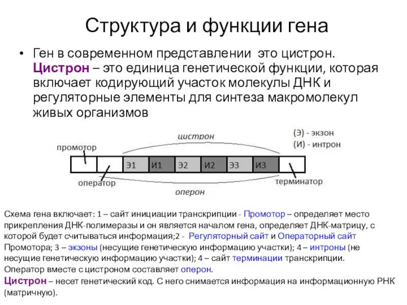 ГДЗ учебник по биологии 10 класс Линия Жизни Пасечник 25 Тренируемся Номер 3 Какова роль гормонов в регуляторном механизме клетки