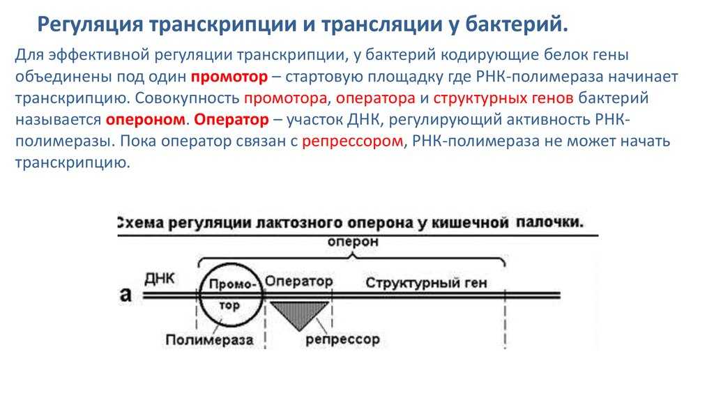 Гдз биология 10 класс пасечник, швецов - рабочая тетрадь