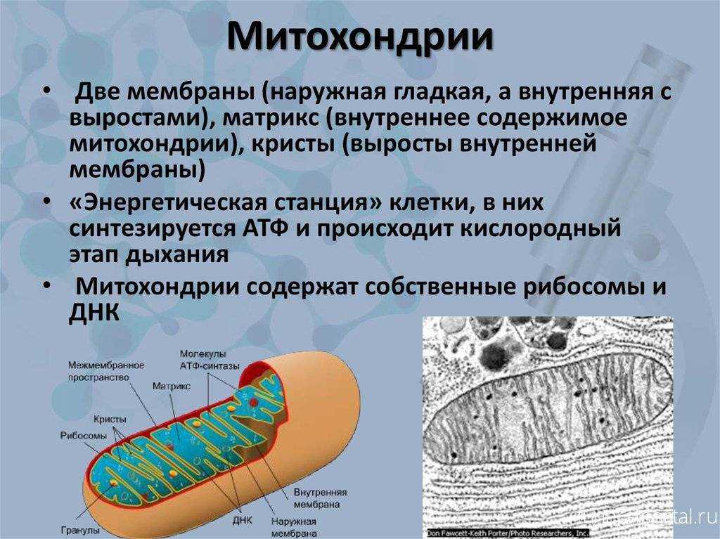 Гдз по биологии 9 класс пасечник, каменский, учебник просвещение 2023