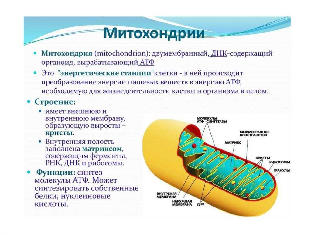 ГДЗ учебник по биологии 9 класс Линия Жизни Пасечник 6 Задания Номер 1 Митохондрии образно называют силовыми станциями клетки Используя рисунок 9, опишите особенности строения митохондрий в связи сих функциями в клетке