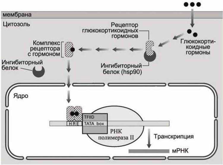 Гдз по биологии 10 класс пасечник, каменский, учебник просвещение 2018