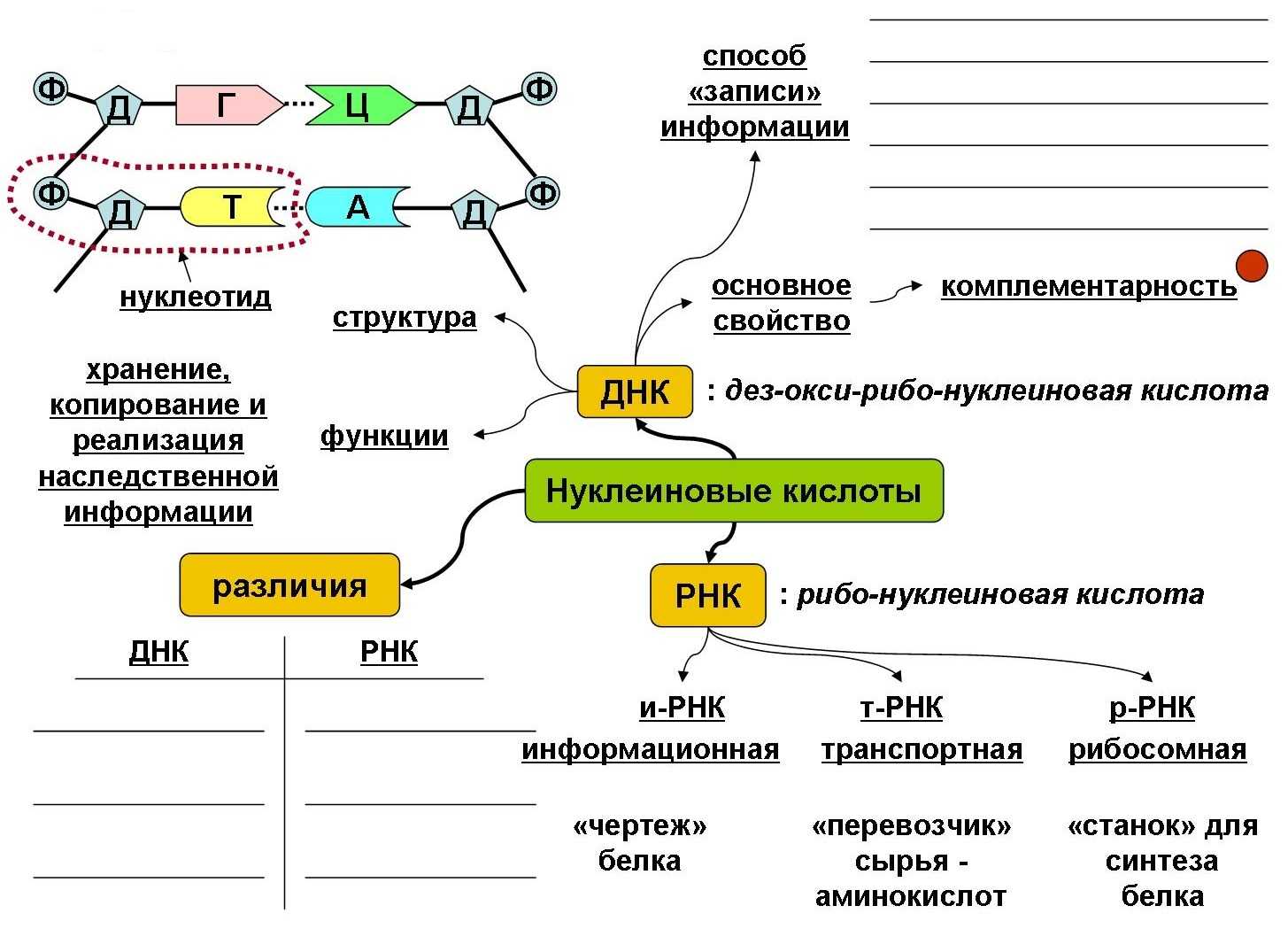 Гдз по биологии 11 класс