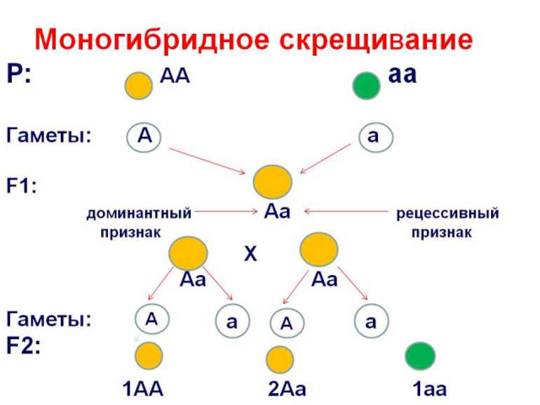 Гдз решебник по биологии 5-6 класс пасечник, суматохин, калинова, гапонюк учебник просвещение