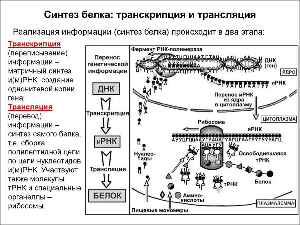 № §10гдз ответы по биологии учебник 9 класс пасечник