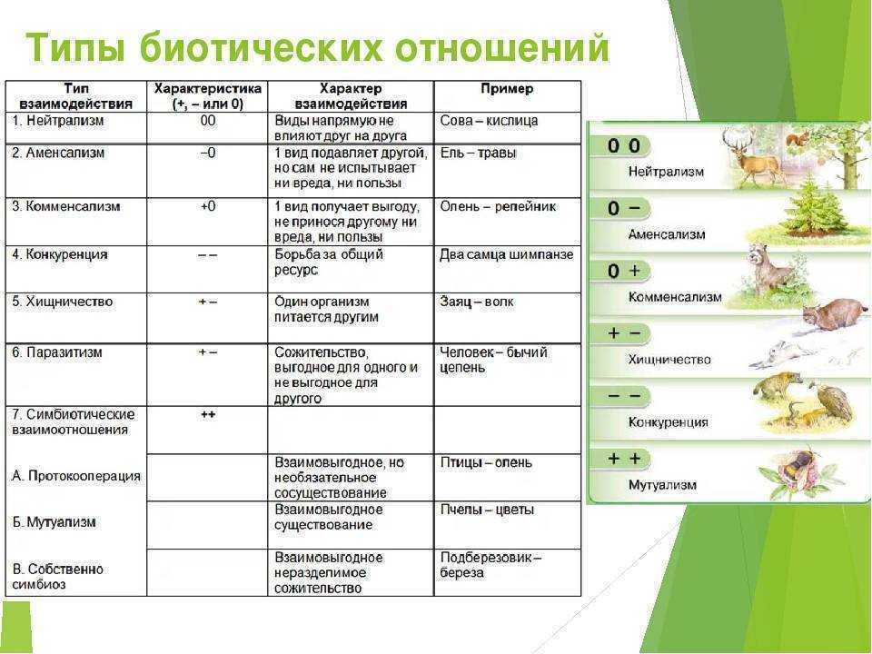 (решено) 1.опишите любой (знакомый вам по экскурсиям) биогеоценоз.укажите, какие там могут встречаться растения и животные….