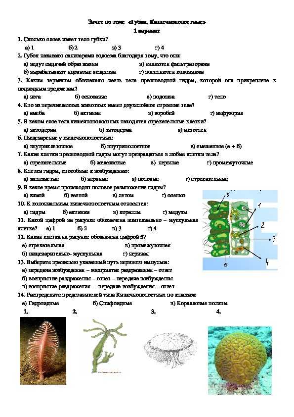 Биология пасечник учебник §11 - частная школа. 5 класс
