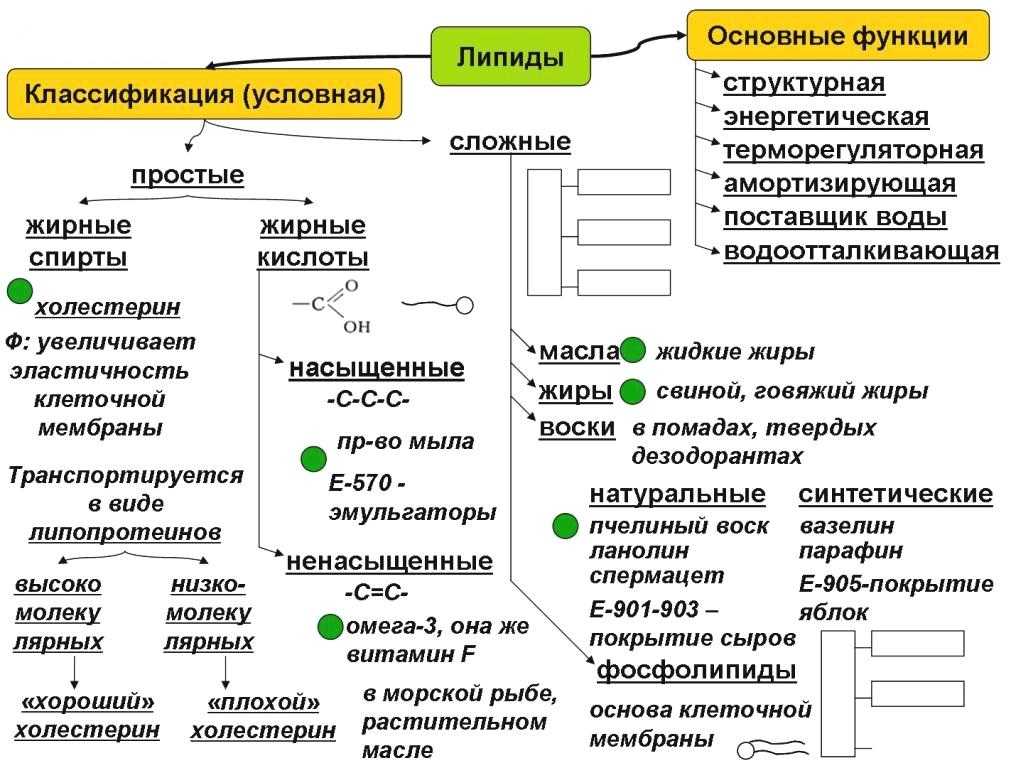 Липиды и их роль в жизнедеятельности клетки 10 класс онлайн-подготовка на ростелеком лицей | тренажеры и разбор заданий