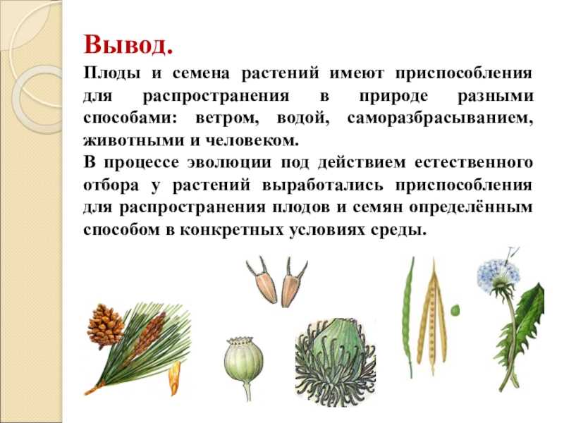 Гдз решебник по биологии 10 класс пасечник, швецов рабочая тетрадь дрофа