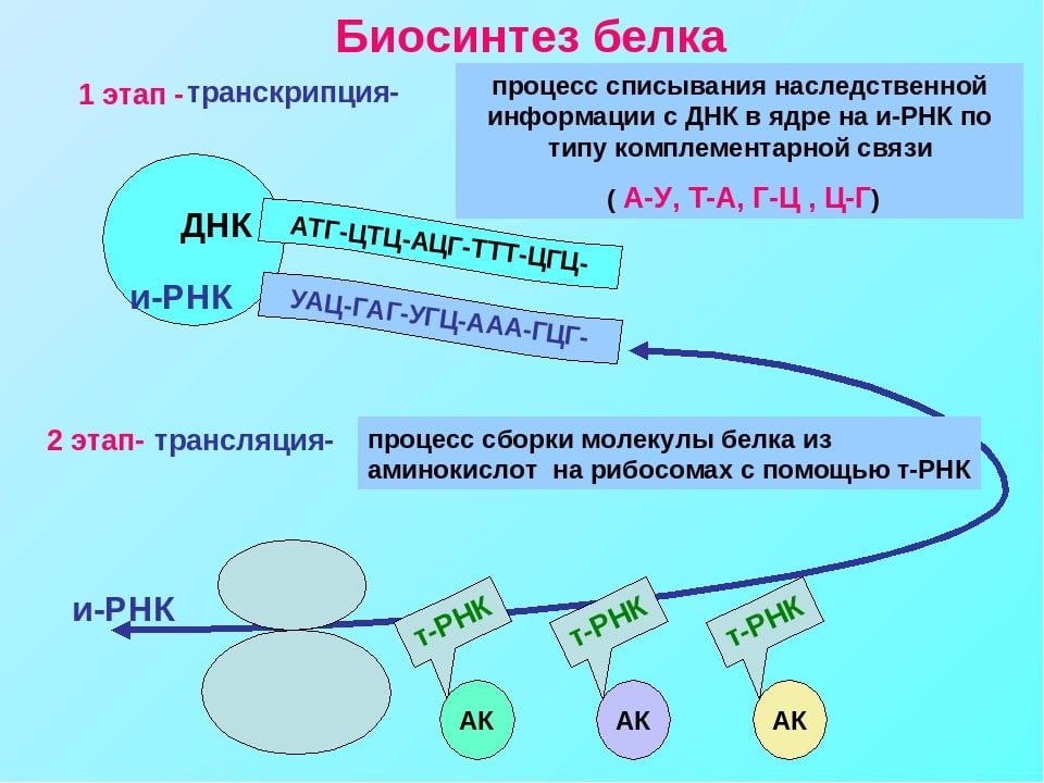 Гдз §24. пластический обмен: биосинтез белков к учебнику биология 10 класс линия жизни, пасечник онлайн ответы и бесплатный решебник