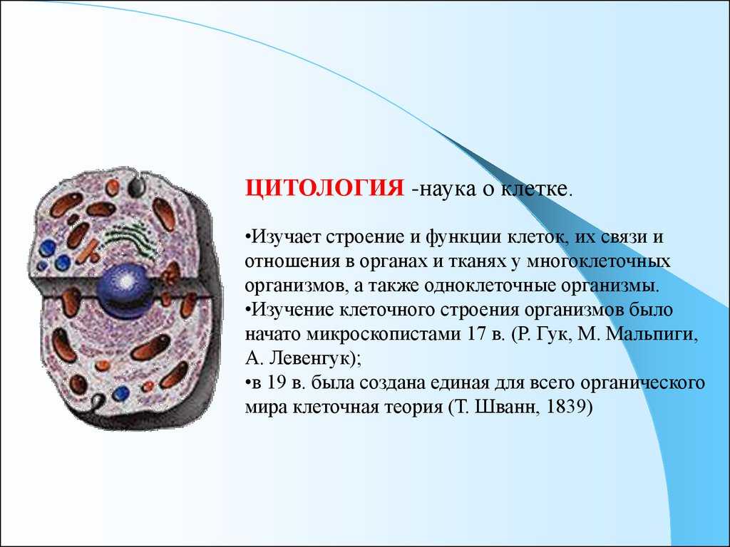Ответы к §3 цитология - наука о клетке гдз к учебнику биологии пасечник 9 класс - страница 4