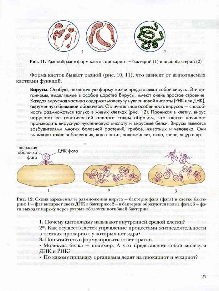 Видеоурок по биологии "формы размножения организмов. бесполое размножение. митоз"