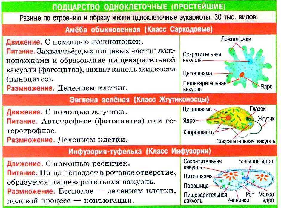 Гдз биология учебник линия жизни за 5-6 класс пасечник, суматохин  просвещение 2020  фгос
