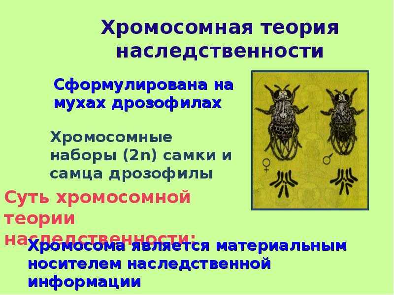 Гдз по биологии 9 класс учебник пасечник, каменский, швецов