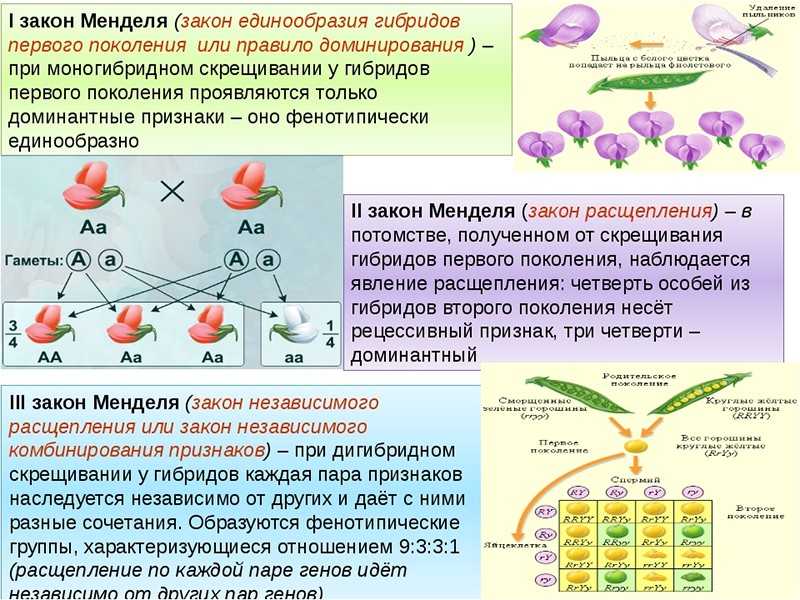 Гдз общая биология, биология - 10 класс, (каменский, криксунов, пасечник, швецов)