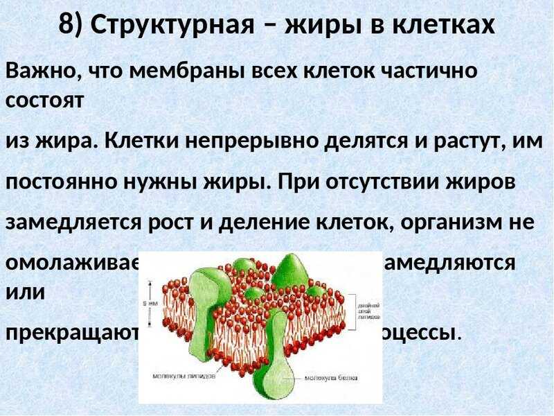 Вопросы к параграфу 10 — гдз по биологии 5 класс учебник пасечник